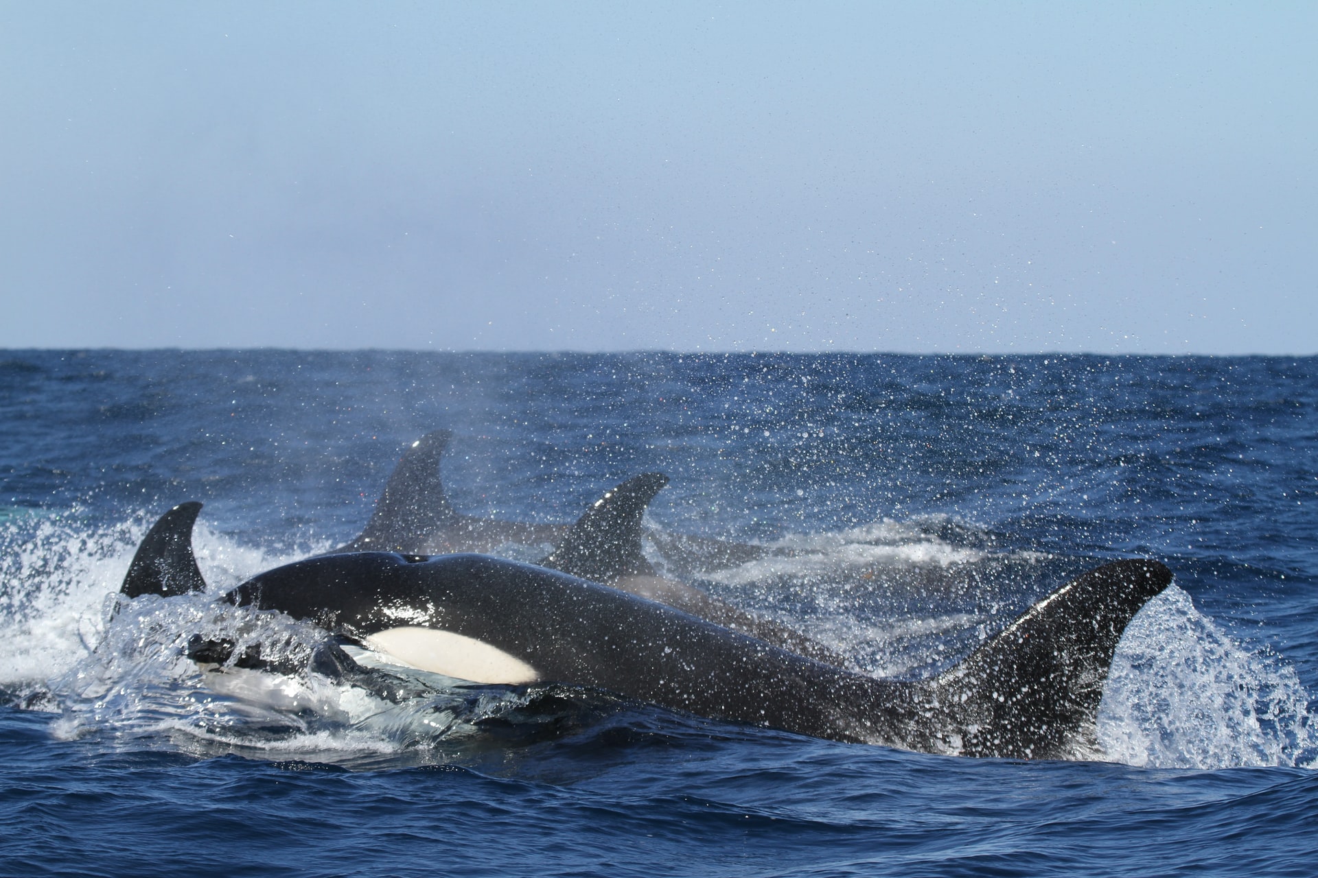 orca killer whales